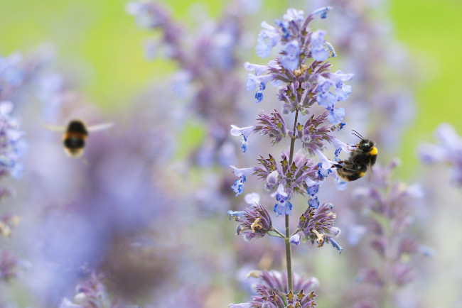 Обои картинки фото животные, пчелы,  осы,  шмели, насекомое, цветок, растенение, шмель