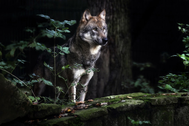 Обои картинки фото животные, волки,  койоты,  шакалы, природа, лес, волк