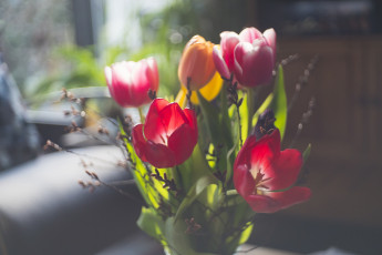 Картинка цветы тюльпаны фон букет