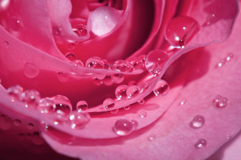Картинка цветы розы роза лепестки капли макро