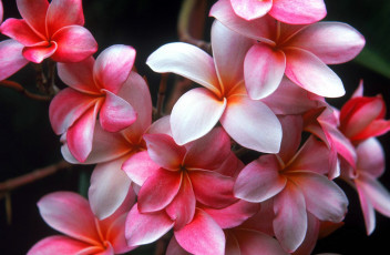 Картинка цветы плюмерия букет розовые