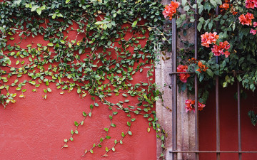 обоя цветы, бугенвиллея, стена, решетка, листья, лиана