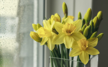 Картинка цветы нарциссы весна букет нарцисы