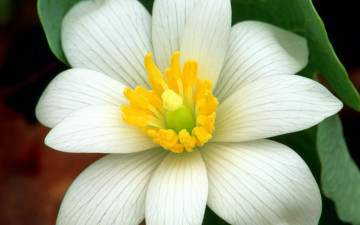 Картинка цветы тычинки прожилки белый цветок