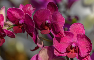 Картинка цветы орхидеи макро ветка орхидея фаленопсис