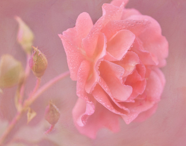 Обои картинки фото цветы, розы, текстура, арт, нежность, капли, лепестки, бутоны, роза