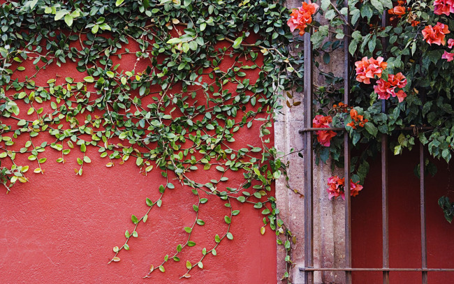 Обои картинки фото цветы, бугенвиллея, стена, решетка, листья, лиана