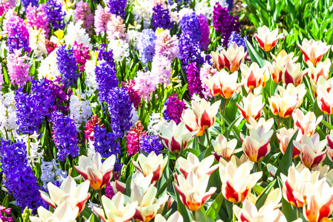 Обои картинки фото цветы, разные вместе, гиацинты, тюльпаны, поле, свет, ряды