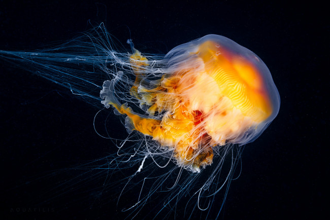 Обои картинки фото животные, медузы, медуза