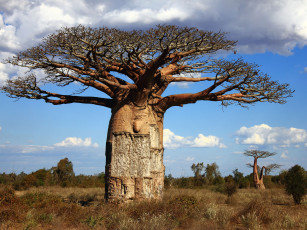 Картинка природа деревья madagaskar baobab
