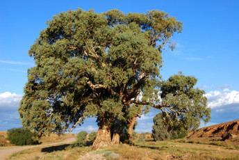Картинка природа деревья эвкалипт дерево небо камни