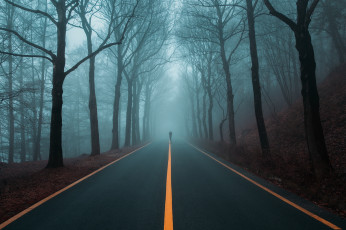 Картинка природа дороги деревья туман дорога