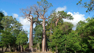 Картинка природа парк деревья baobab