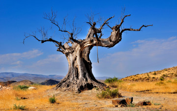 Картинка природа деревья madagaskar камни сухое baobab
