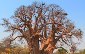 Картинка природа деревья madagaskar baobab