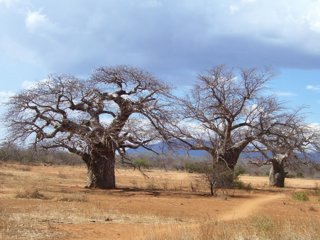 Обои картинки фото природа, деревья, madagaskar, baobab