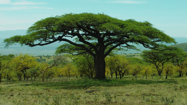 Обои картинки фото природа, деревья, baobab, парк