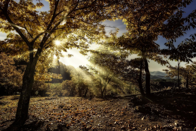 Обои картинки фото природа, лес, осень, лучи, солнца, пейзаж, холмы, деревья