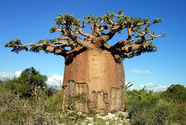 Обои картинки фото природа, деревья, madagaskar, baobab