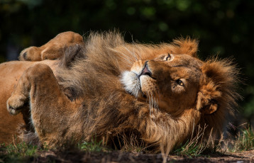 Картинка животные львы поза