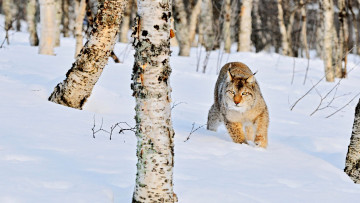 Картинка животные рыси рысь лес снег зима