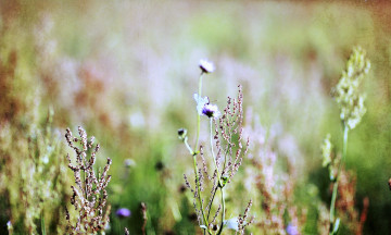 Картинка цветы луговые+ полевые +цветы трава соцветия луг бабочка