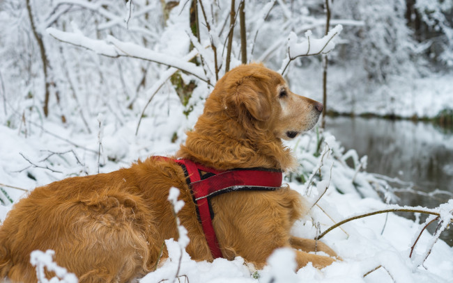 Обои картинки фото животные, собаки, зима, природа, профиль, пёс, собака, ветки, снег