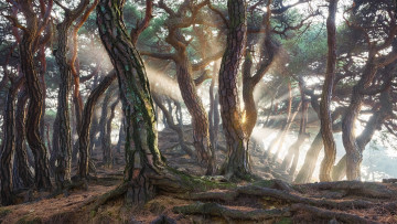 Картинка природа лес сосновый южная корея