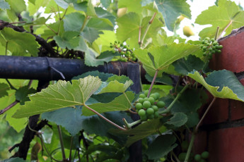 Картинка природа ягоды +виноград виноград незрелый