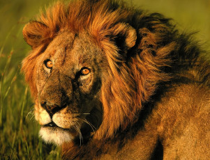 Картинка животные львы лев голова