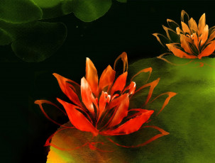 Картинка рисованное цветы лилии листья