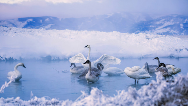 Обои картинки фото животные, лебеди, птицы, вoдoeм, снежные