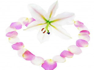 Картинка цветы лилии лилейники