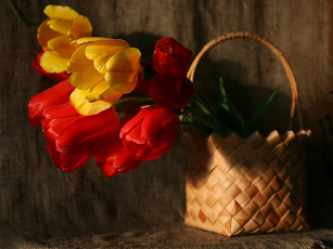обоя nf, natalya, fedorchenko, этюд, цветы, тюльпаны