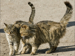 Картинка сергей груздев пригласить хочу на танец вас животные коты