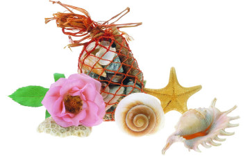 Картинка разное ракушки кораллы декоративные spa камни