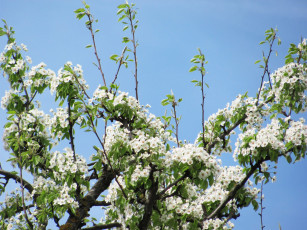 Картинка цветы цветущие деревья кустарники весна цветение