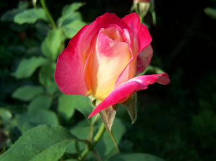 Картинка цветы розы бутон розовый