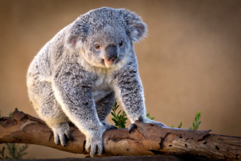 Картинка животные коалы милый серый