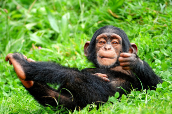 Картинка животные обезьяны шимпанзе мвлыш