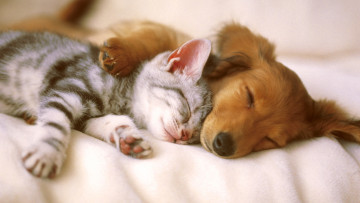 Картинка kitten and puppy sleeping животные разные вместе кошки собаки