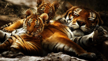 Картинка powerful family животные тигры семья