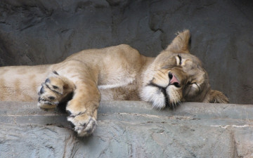 Картинка животные львы спящая львица