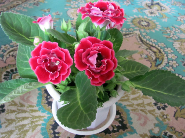 Обои картинки фото цветы, глоксиния, синнингия, зеленый, розовый
