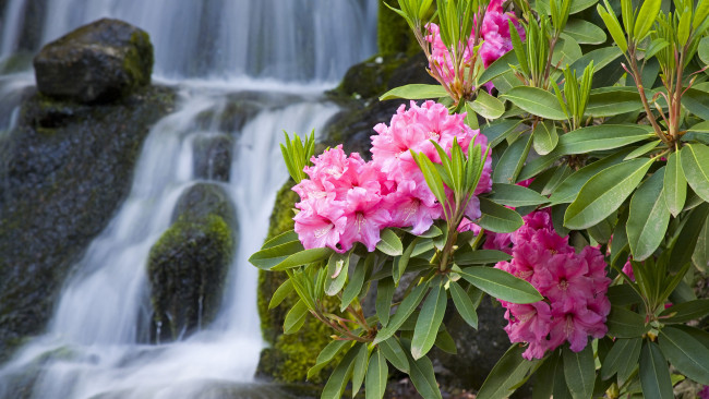 Обои картинки фото цветы, рододендроны, азалии, водопад, олеандр