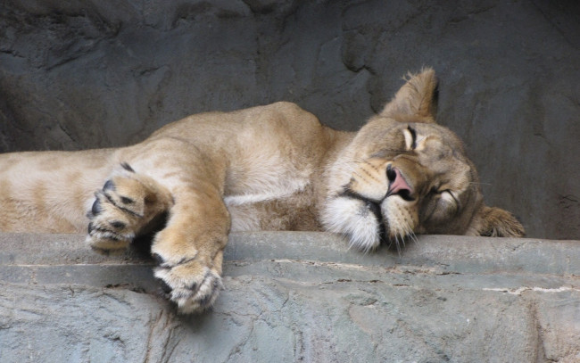 Обои картинки фото животные, львы, спящая, львица