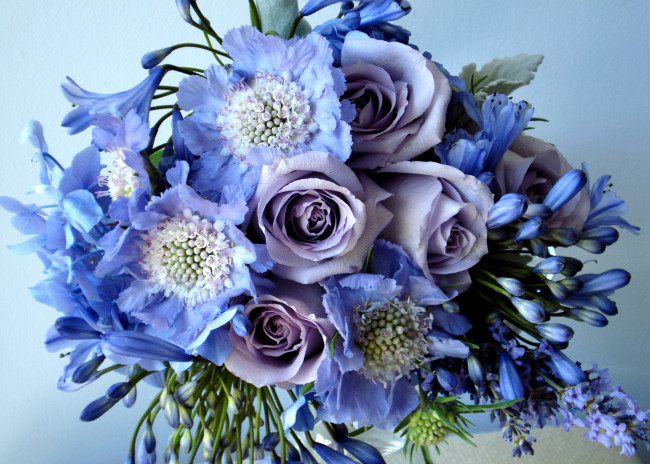 Обои картинки фото цветы, букеты, композиции, агапантус, голубой, розы