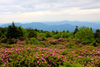 Картинка mountain rhododendrons north carolina природа луга родендроны гора