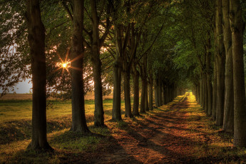 Картинка природа дороги лес дорога лучи солнце стволлы