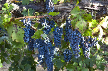 обоя природа, Ягоды, виноград, лоза, синий
